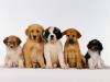 Puppy Potpourri